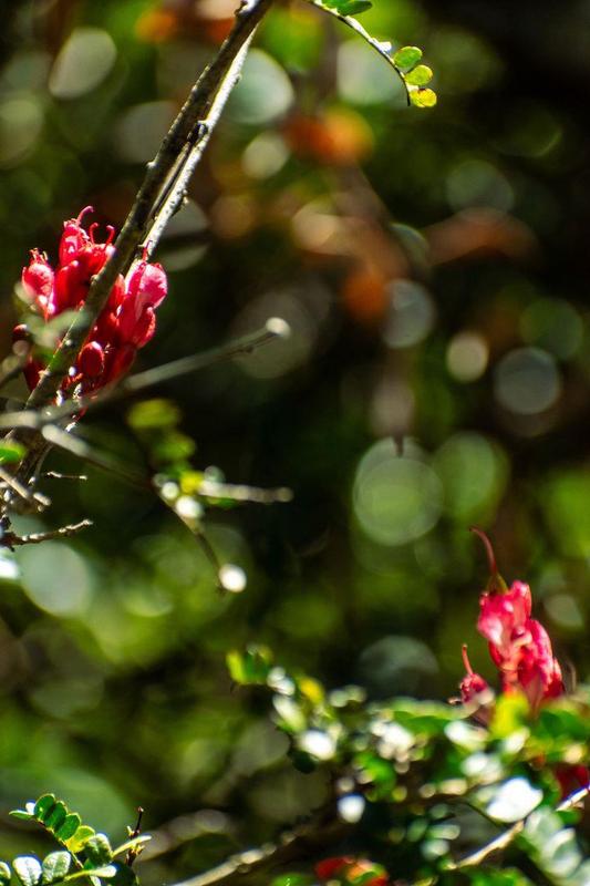 0 Bedroom Property for Sale in Moquini Western Cape